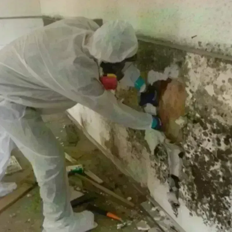 Mold Remediation and Removal in Edgewood, OH